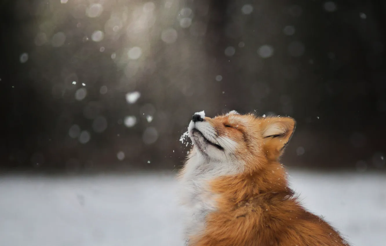 Фото обои зима, морда, снег, лиса, лис