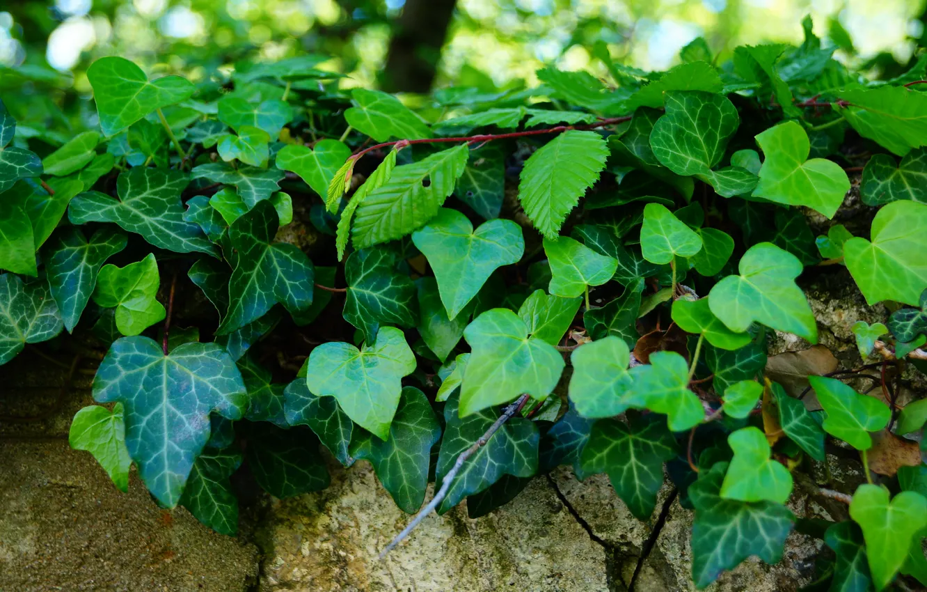 Фото обои зелень, листья, камень, весна, плющ