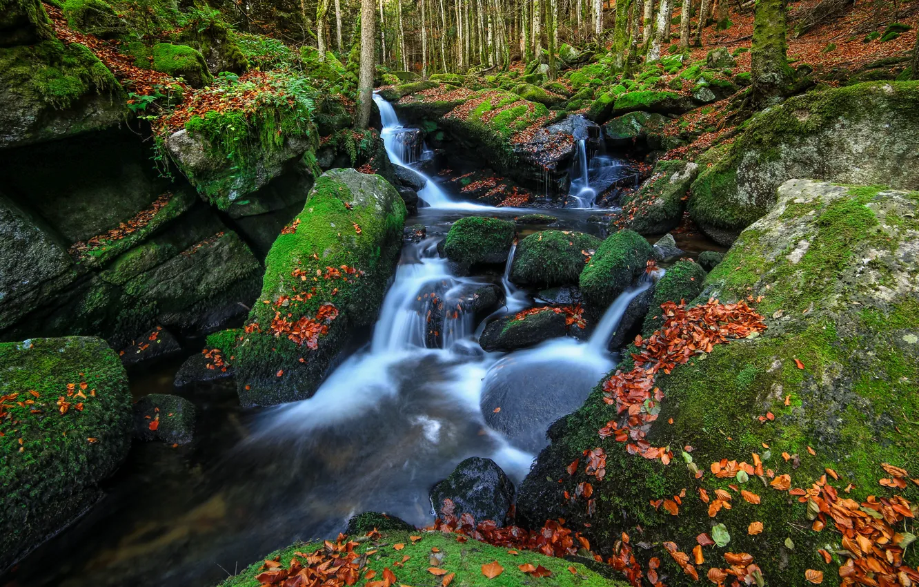 Фото обои осень, лес, камни, листва, водопад, мох, осенние листья