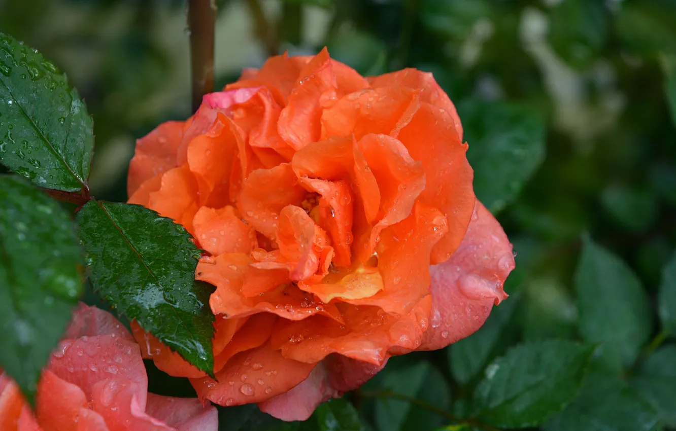 Фото обои Роза, Drops, Rain drops, Orange rose, Капли дождя