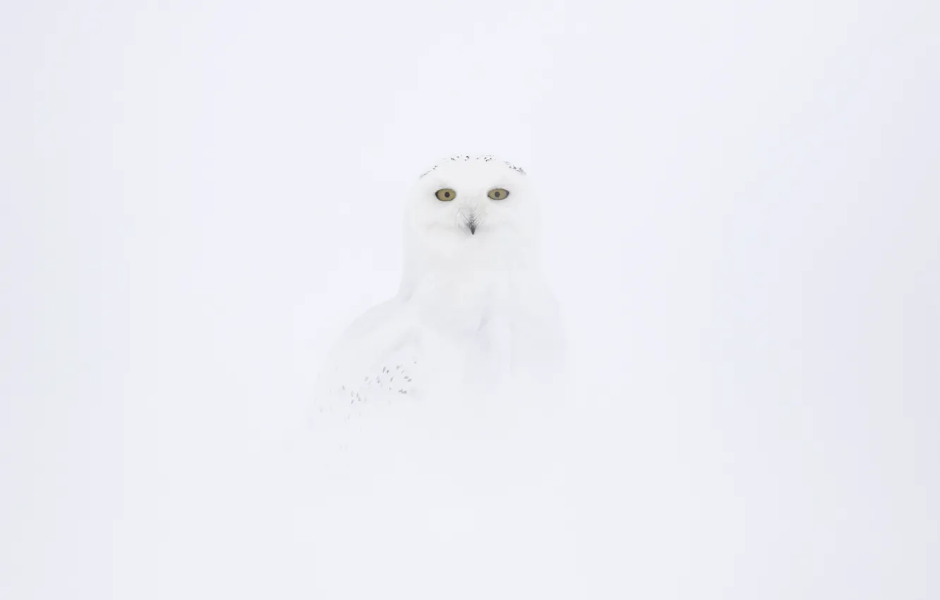 Фото обои сова, маскировка, White on White