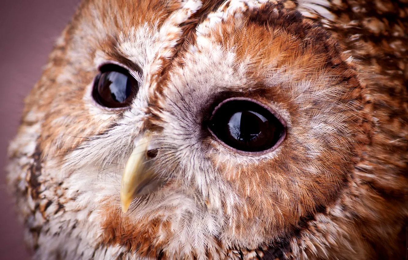 Фото обои взгляд, сова, портрет, мордочка, совушка, Strix aluco, Tawny owl, серая неясыть