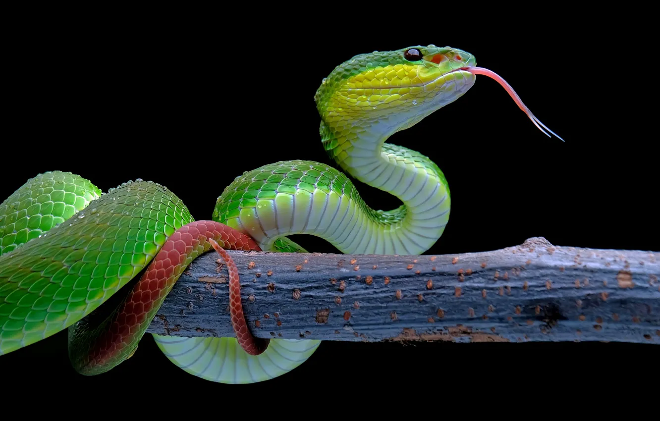 Фото обои язык, капли, змея, ветка, питон, черный фон, зеленая