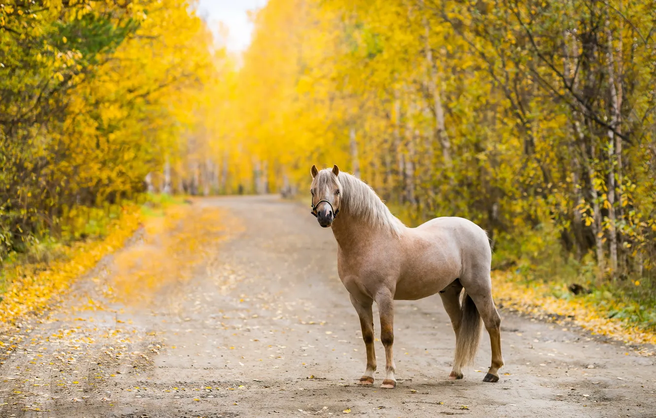Фото обои дорога, осень, конь