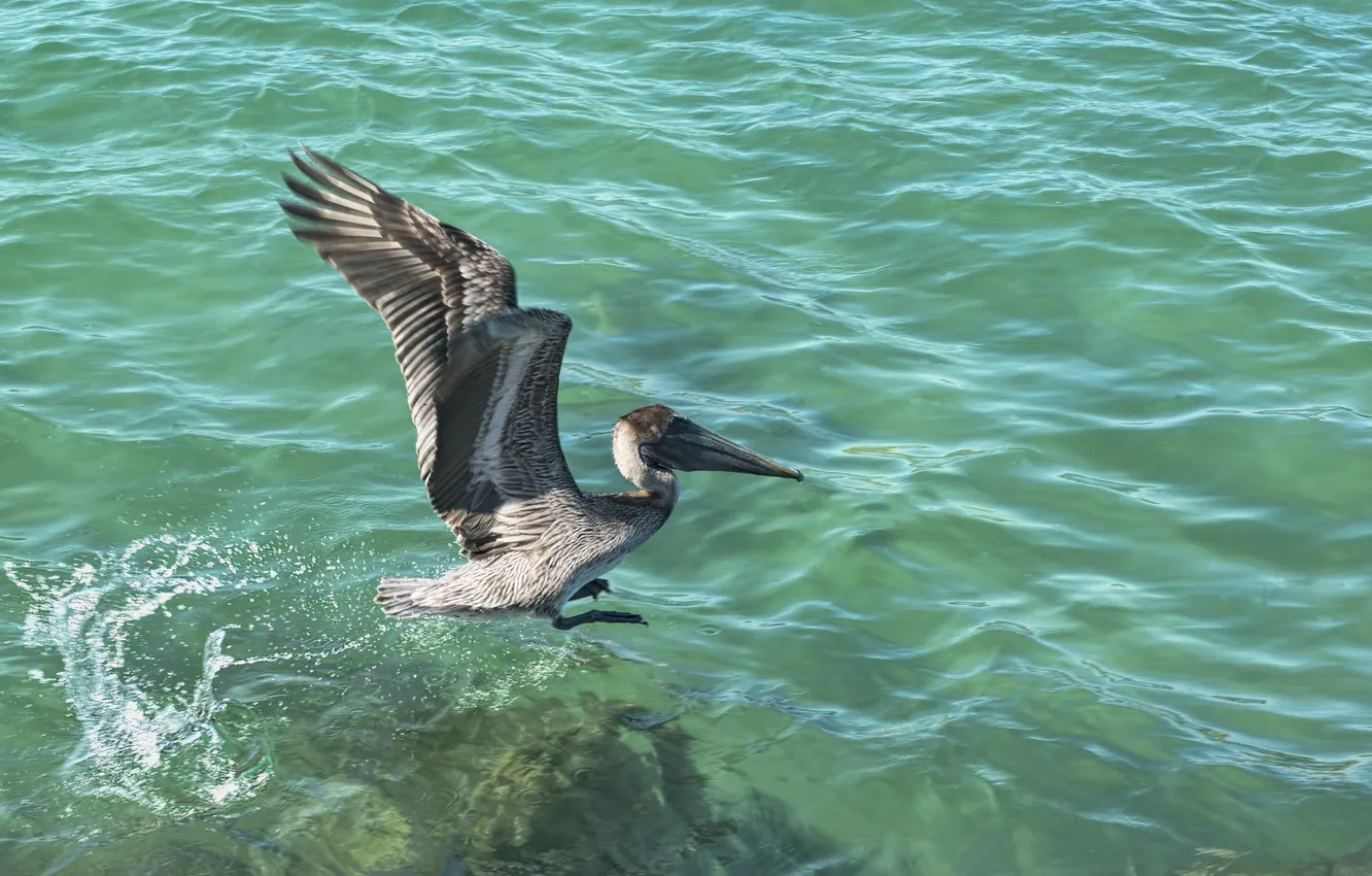 Фото обои вода, птица, крылья, клюв, пеликан