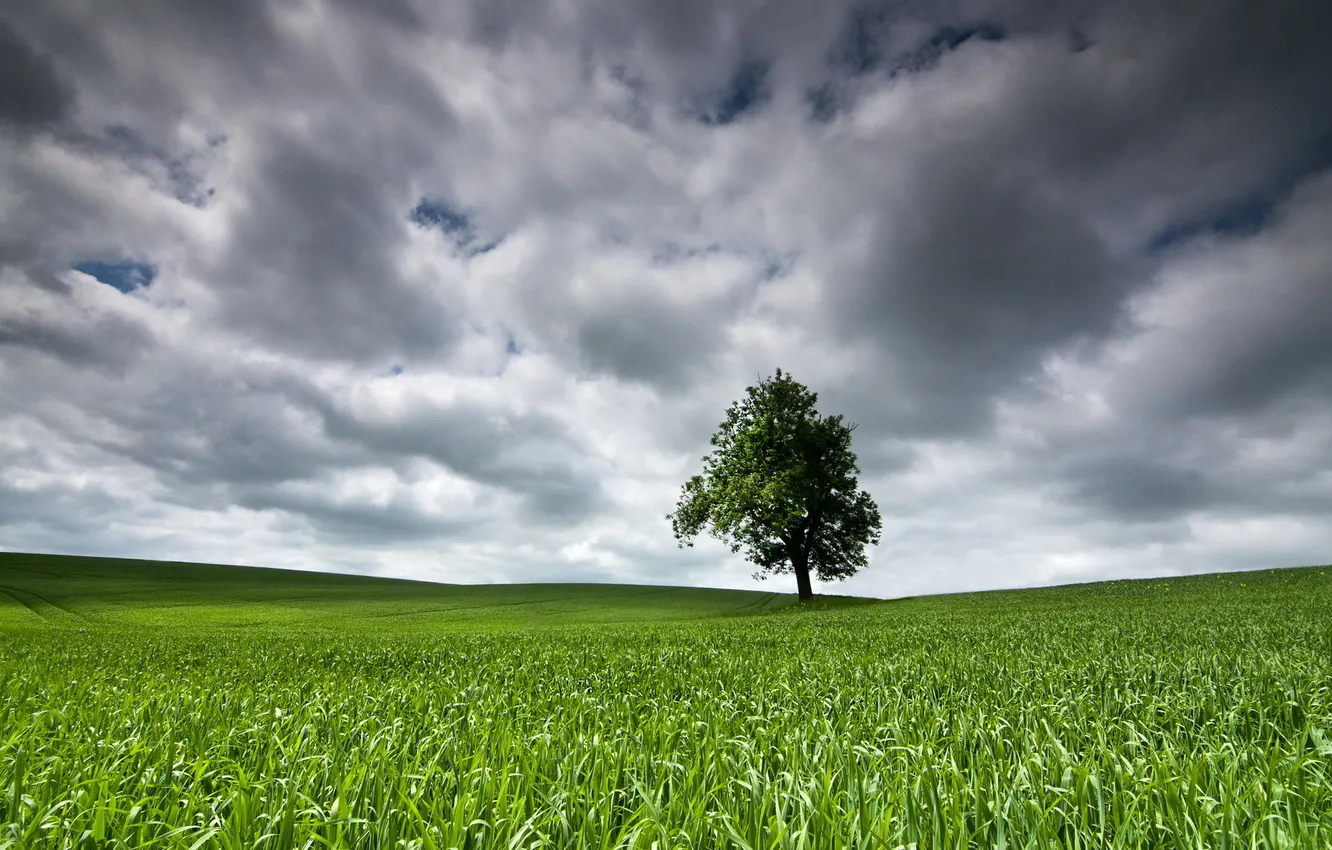 Фото обои поле, пейзаж, дерево