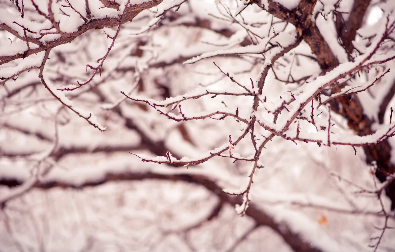 Фото обои зима, макро, снег, деревья, ветки, природа, дерево