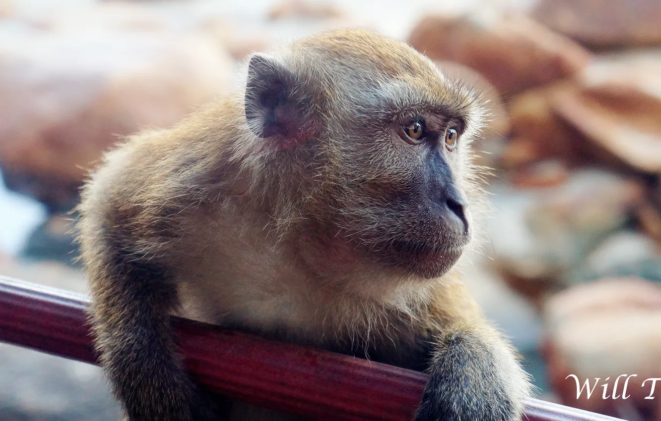 Фото обои monkey, brown, macro, close, look, full