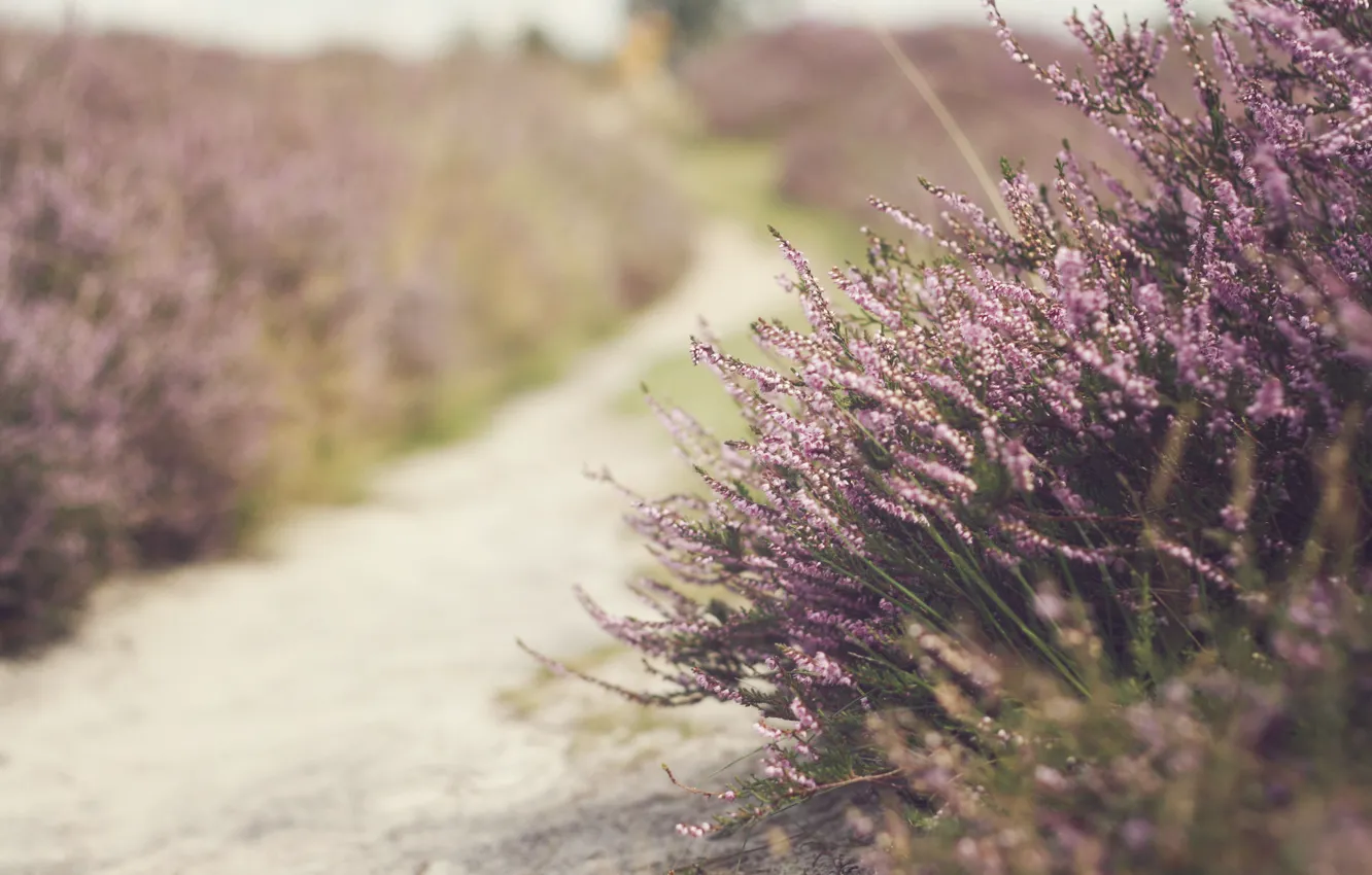 Фото обои flowers, bokeh, spring, path