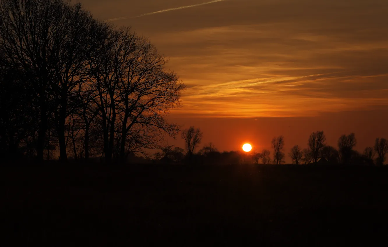 Фото обои небо, деревья, восход, силуэт, sky, trees, Sunrise