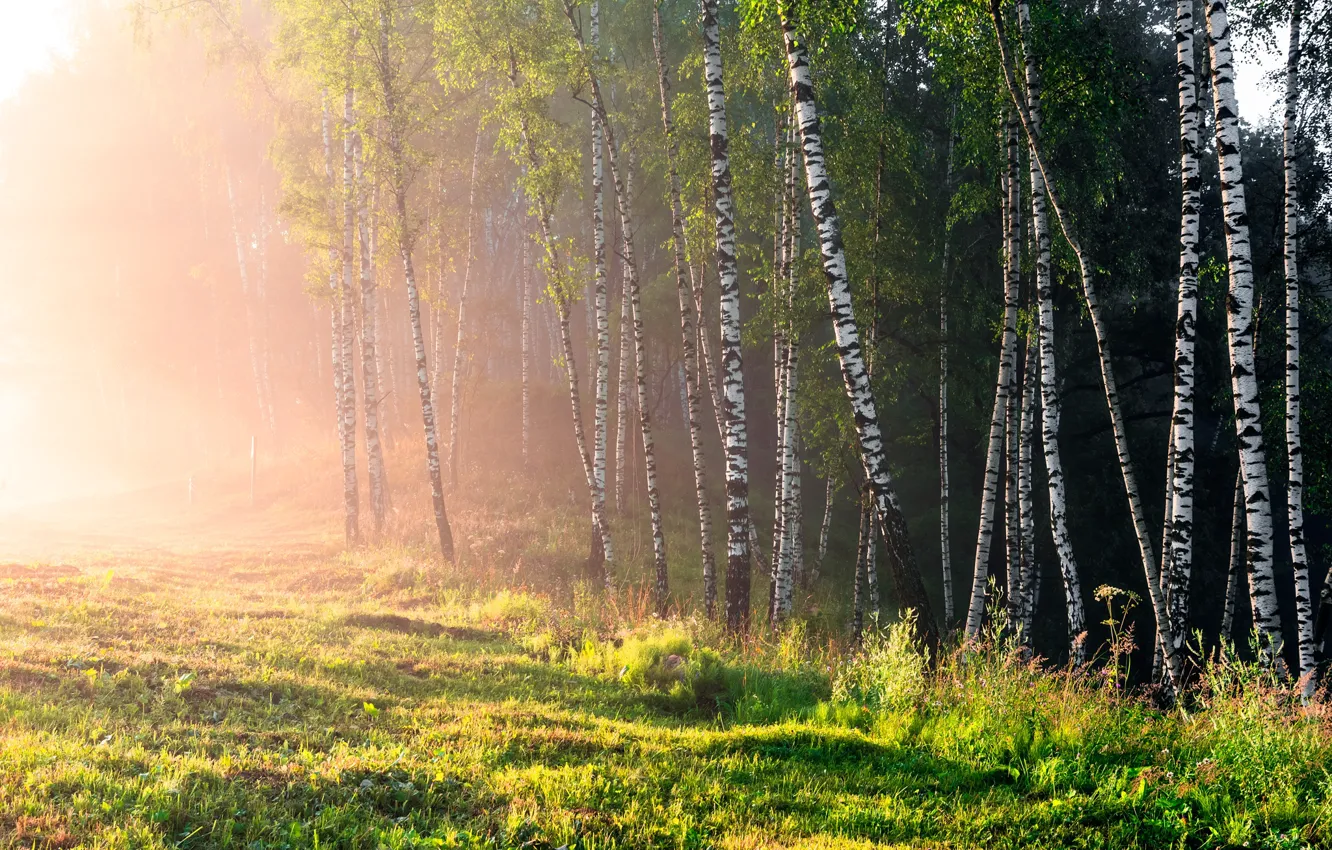 Фото обои деревья, туман, утро, березы