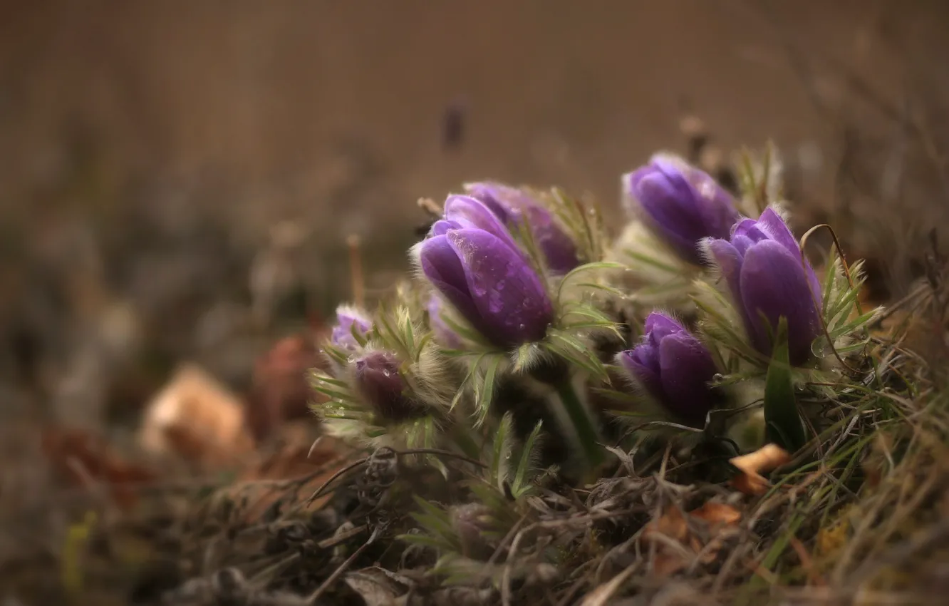 Фото обои капли, макро, весна, лиловый, бутоны, анемоны, сон-трава, прострел