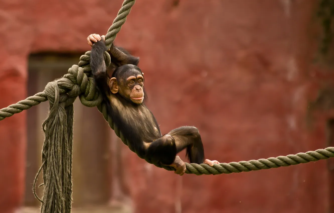 Фото обои обезьяна, канаты, зоопарк