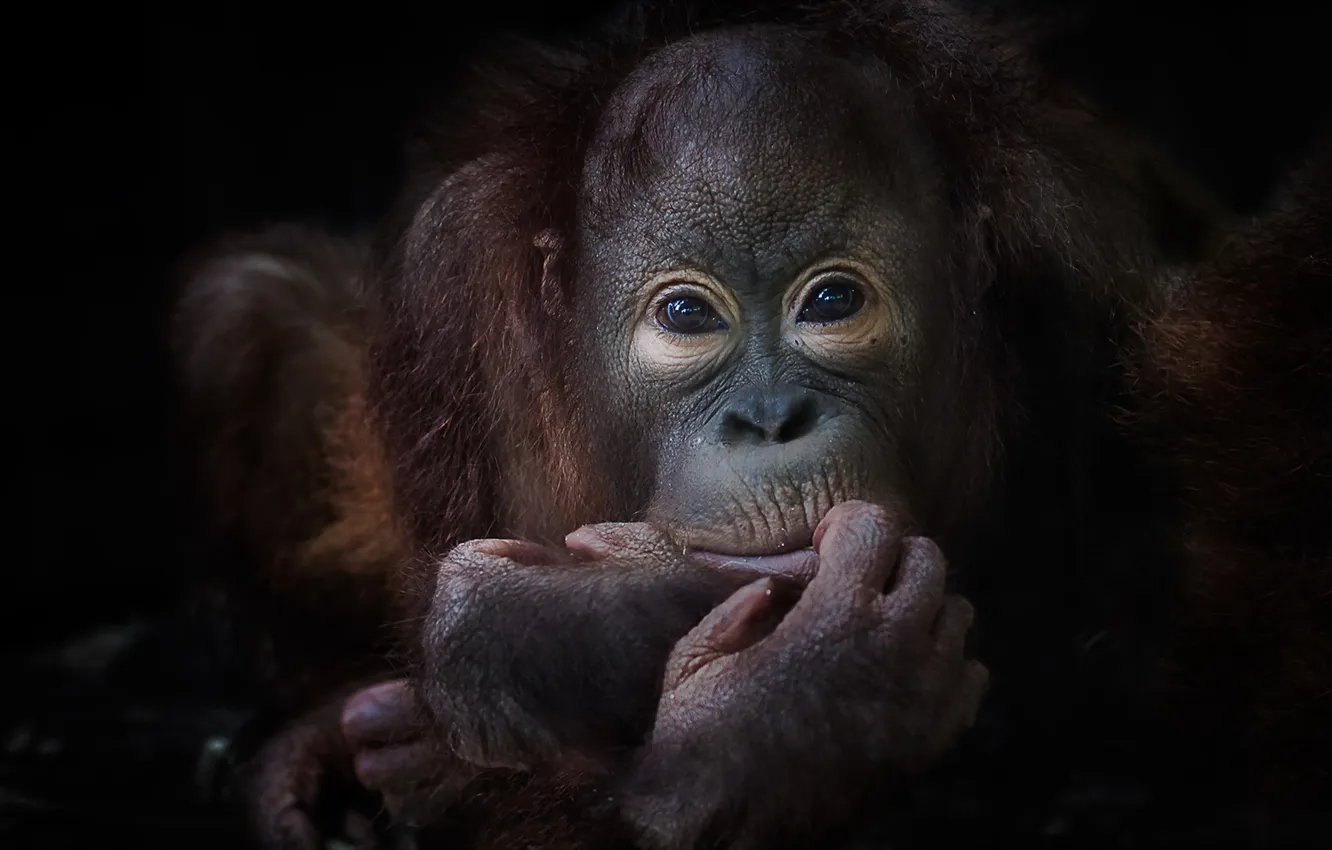 Фото обои природа, обезьяна, примат, pygmy chimpanzee