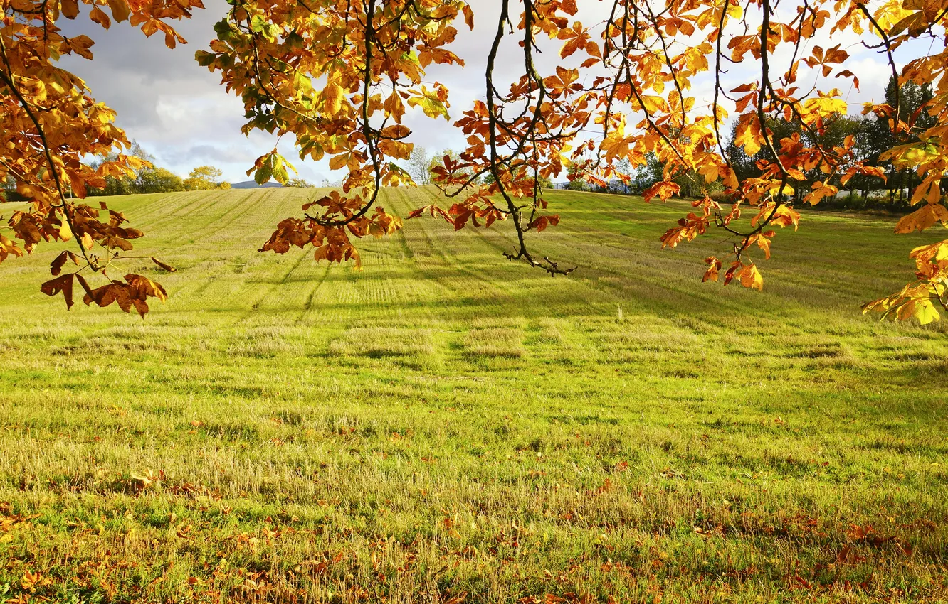 Фото обои поле, осень, трава, листья, солнце, ветки