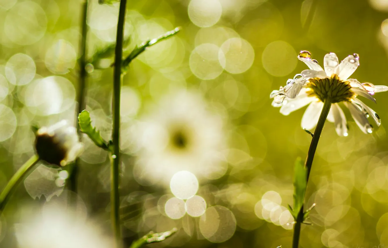 Фото обои цветы, роса, размытие, ромашка, цветочки, flowers, боке, цветочек