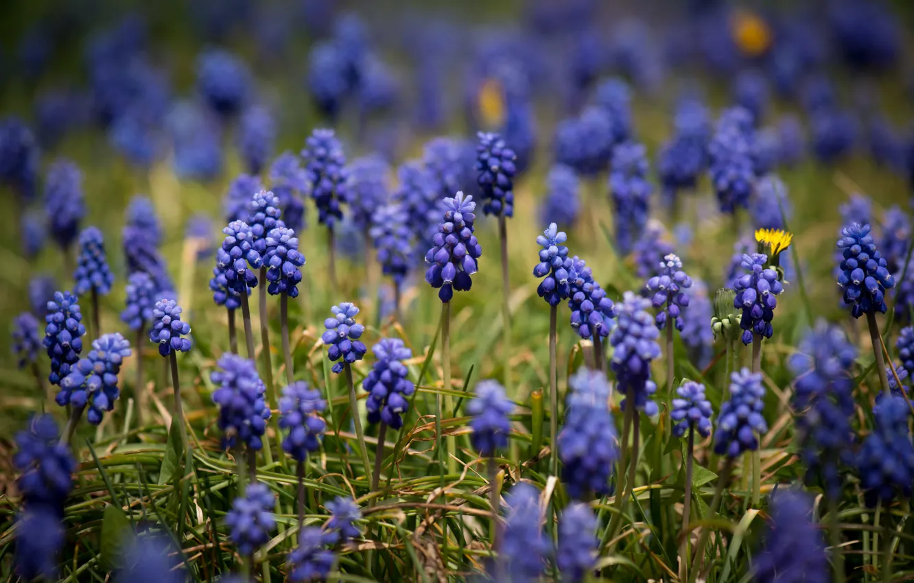Фото обои поле, цветы, полевые цветы, мускари, веточки, гиацинты, синие цветы, желтые цветы