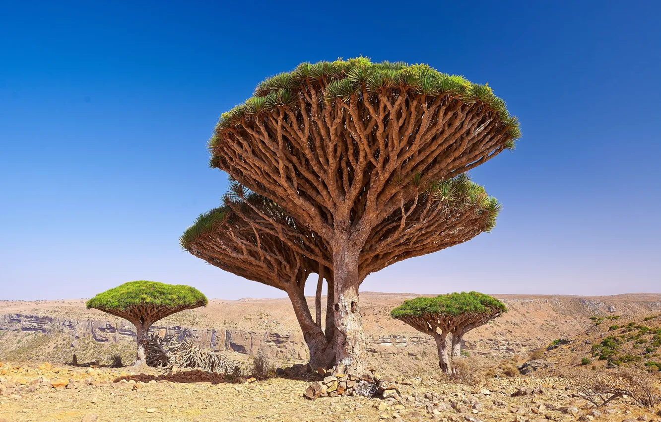 Фото обои nature, Yemen, Dragon Blood Tree