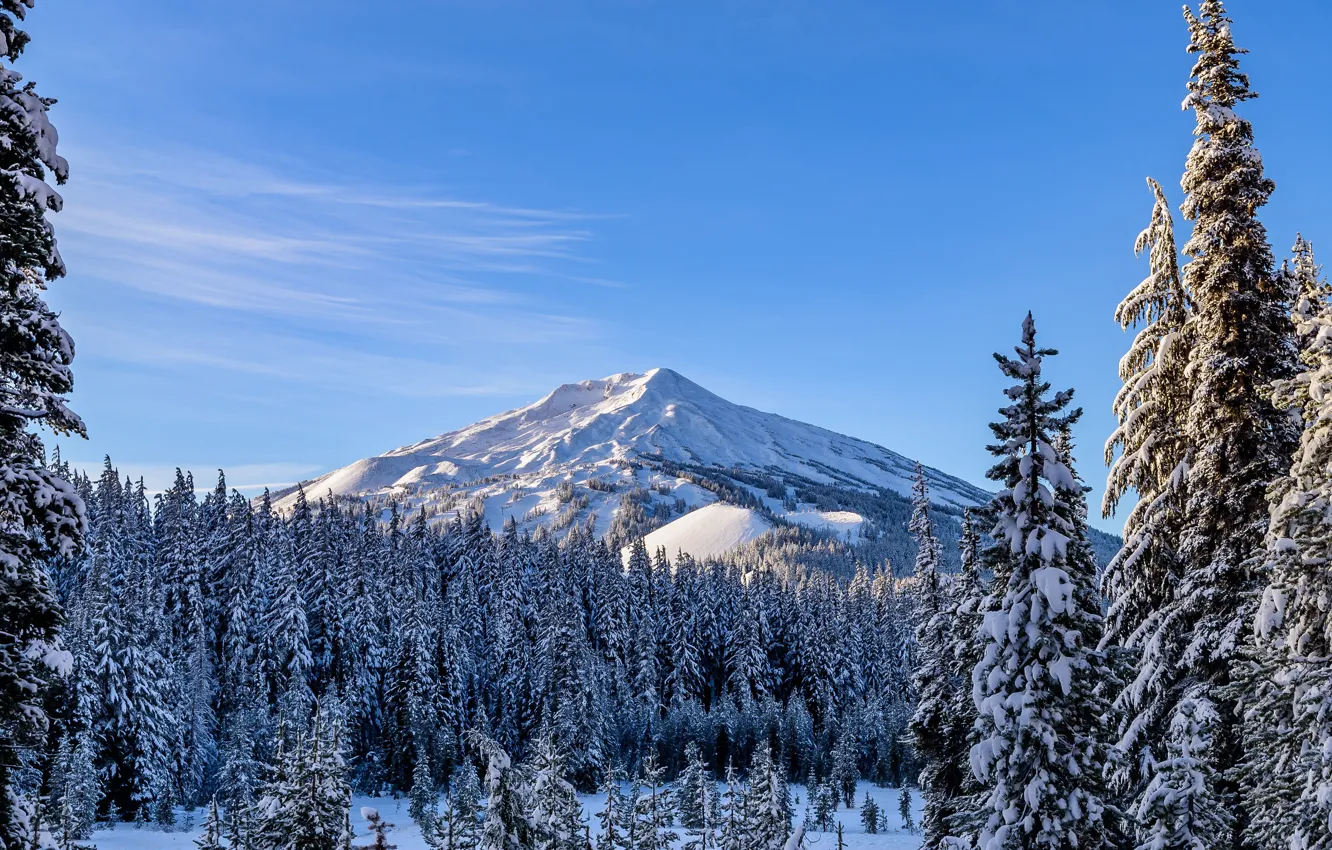 Фото обои зима, лес, снег, горы, ели, Канада, голубое небо