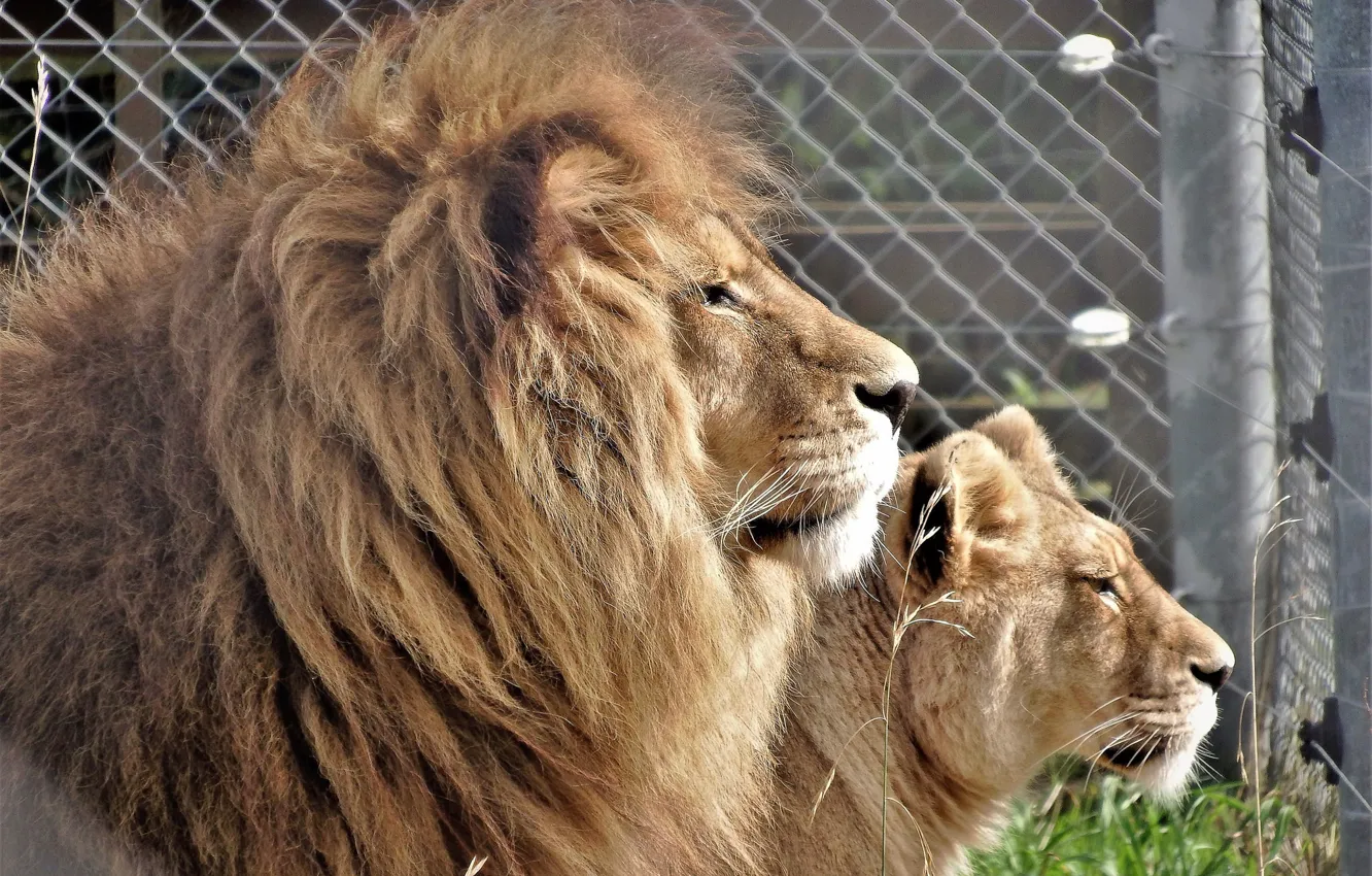 Фото обои лев, пара, львица