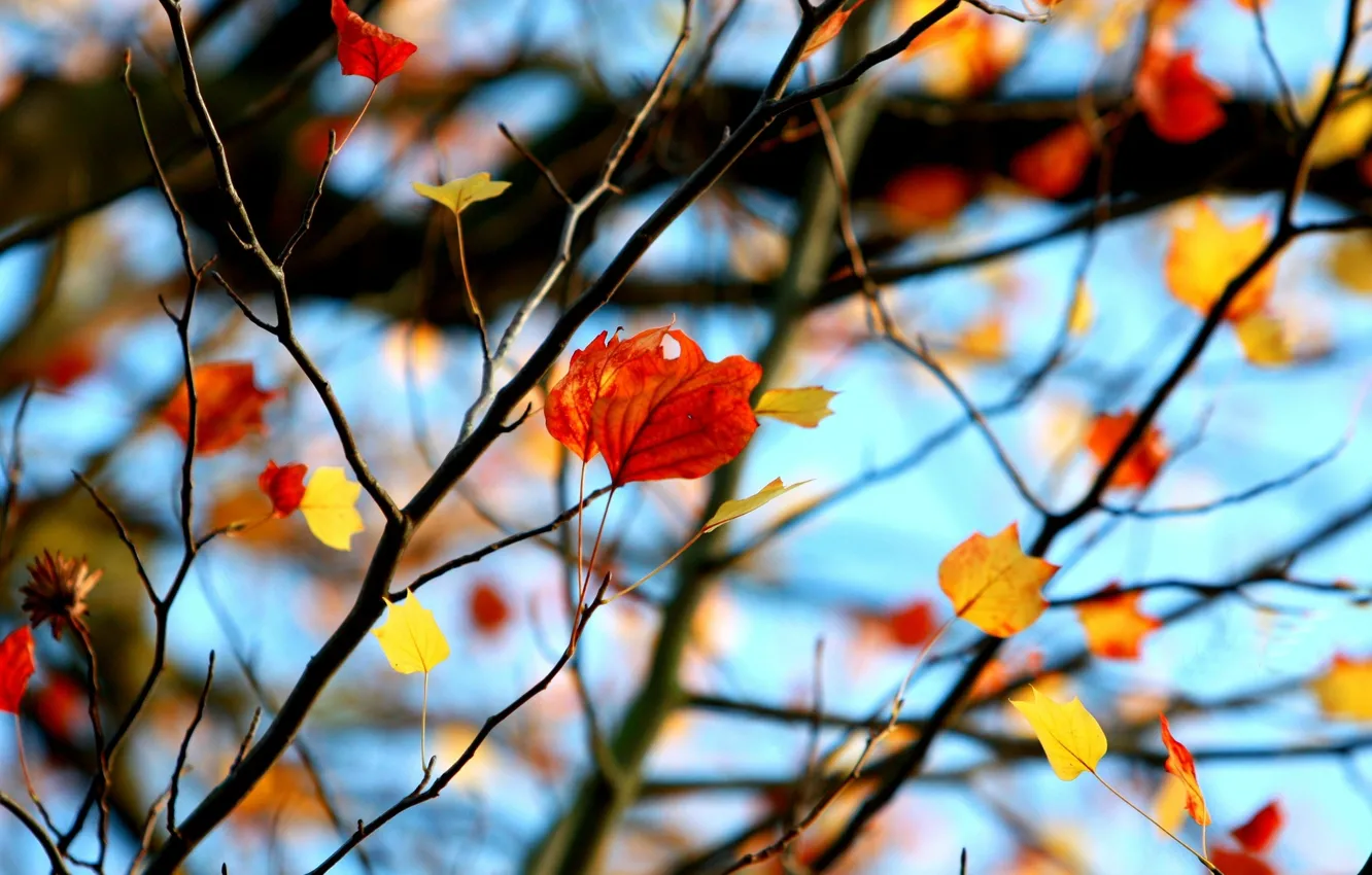 Фото обои листья, макро, ветки, красный, фон, дерево, widescreen, обои