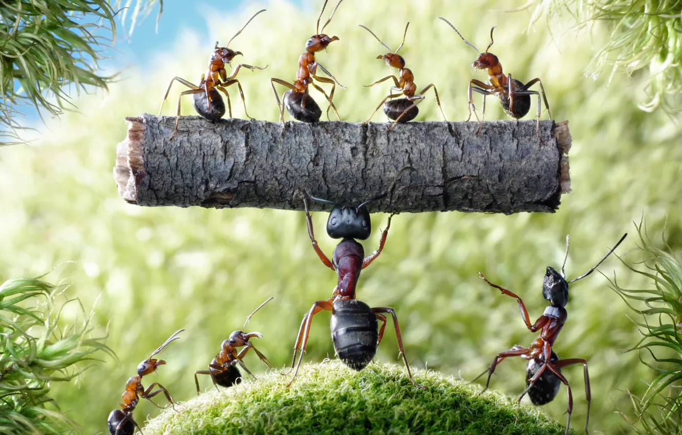 Фото обои лето, макро, насекомые, мох, ситуация, муравьи, бревно, силач