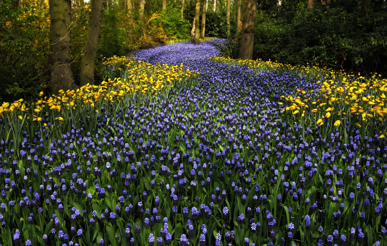Фото обои деревья, цветы, парк, тюльпаны, Нидерланды, Keukenhof, гиацинты