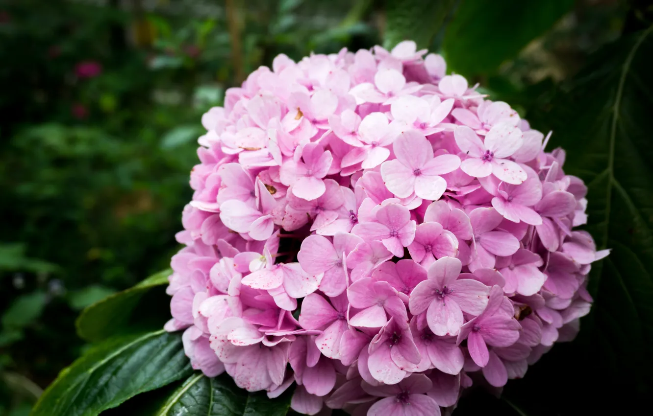 Фото обои flower, nature, pink, flowers, flora, highland, malaysia, cameron