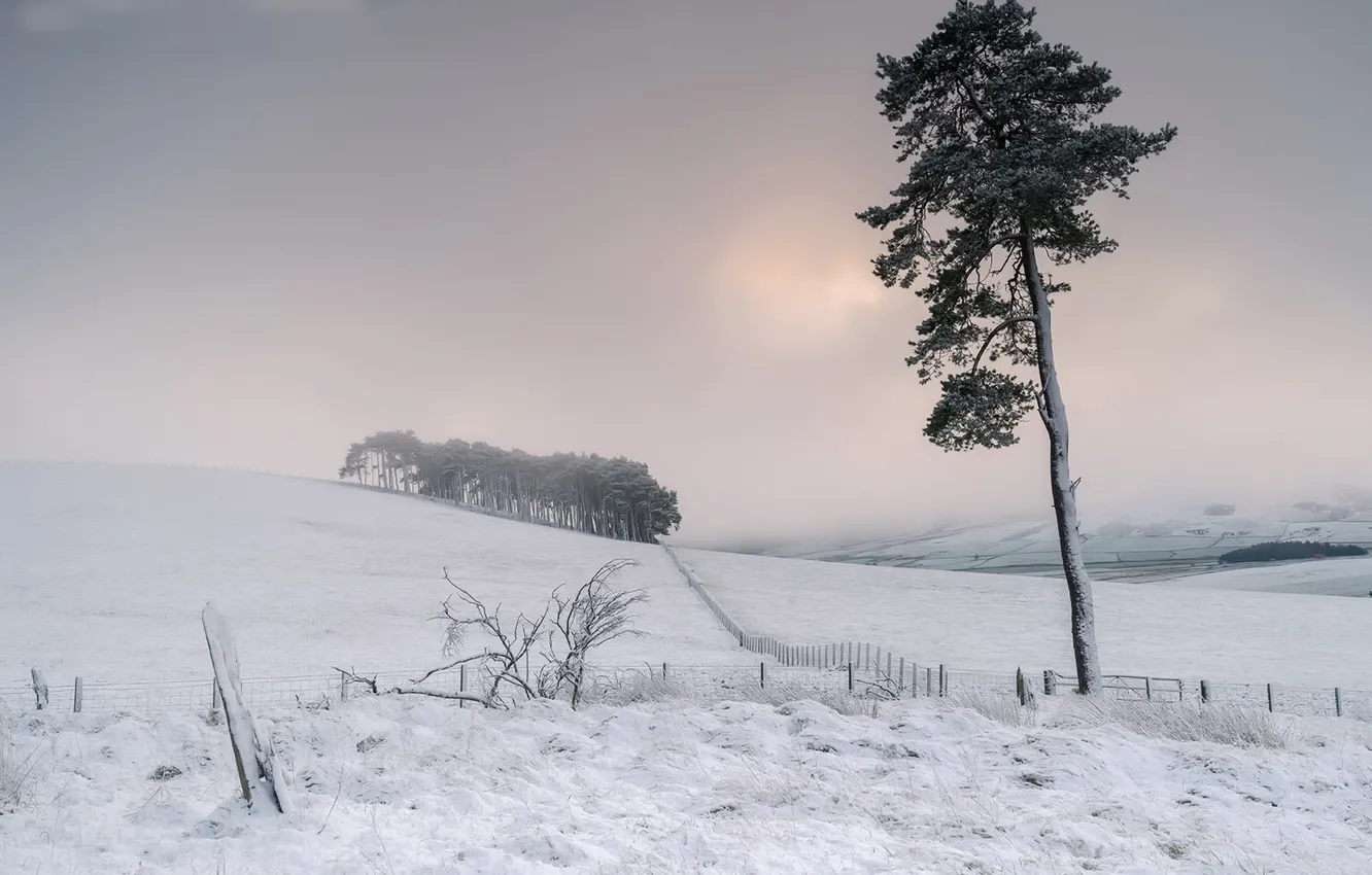 Фото обои поле, снег, туман, дерево