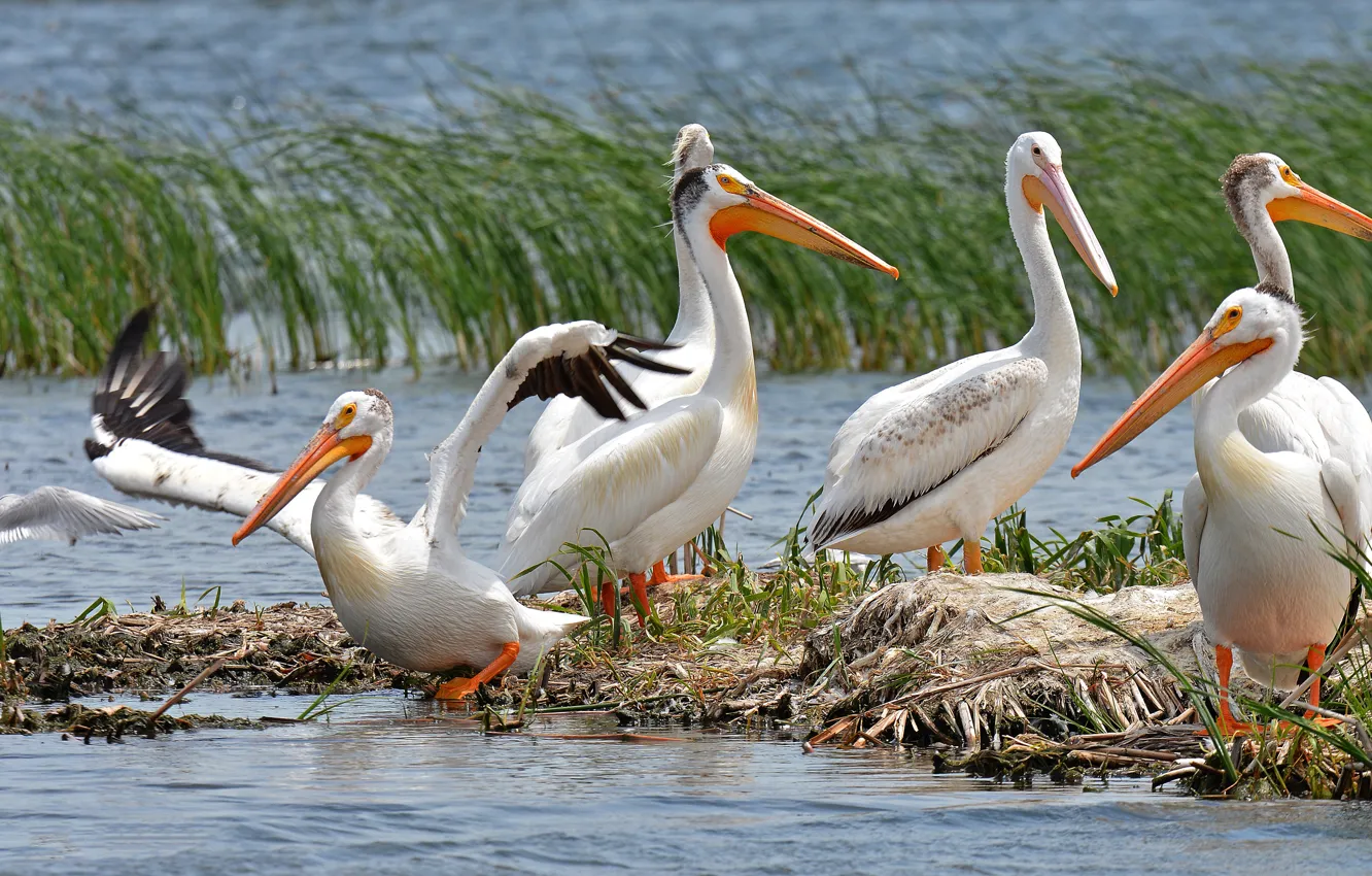 Фото обои птицы, берег, стая, водоем, пеликаны, пеликан