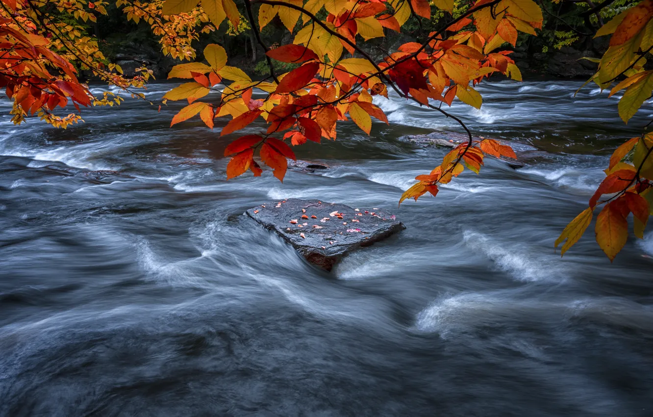 Фото обои листья, ветки, река, течение, листва, камень, поток, красные