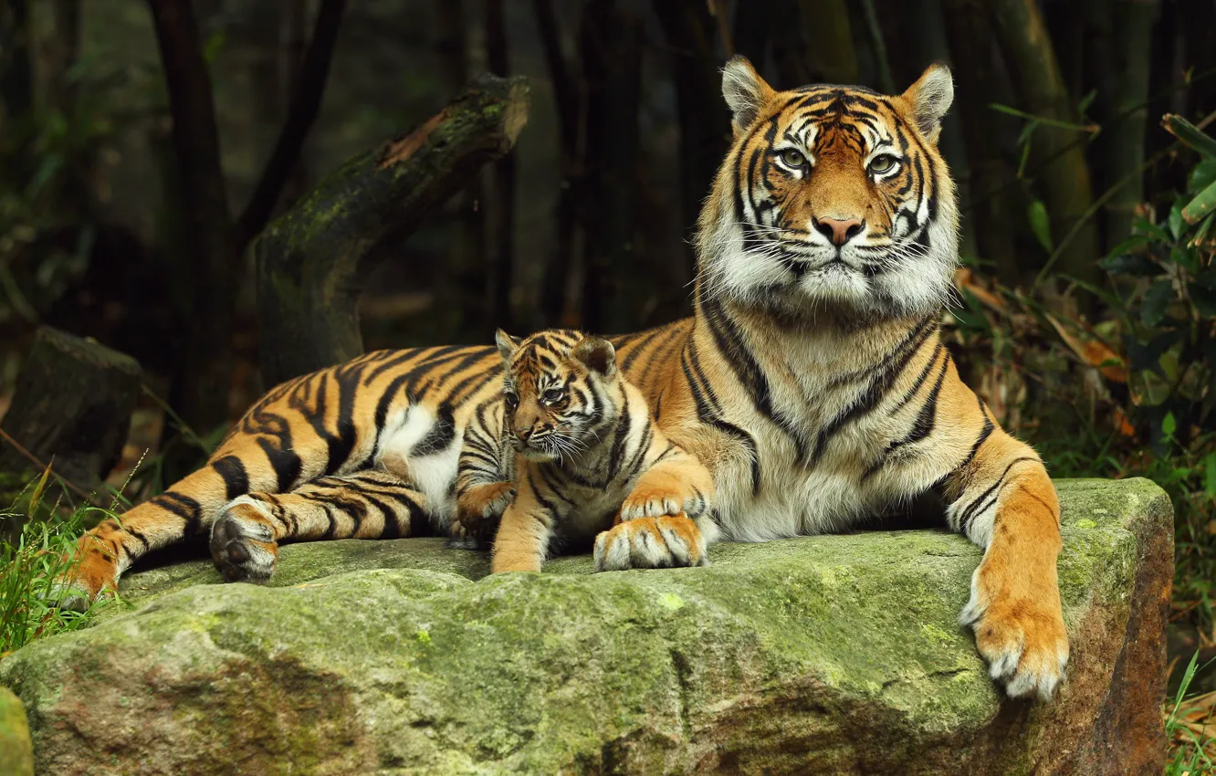 Фото обои хищник, тигрица, тигренок