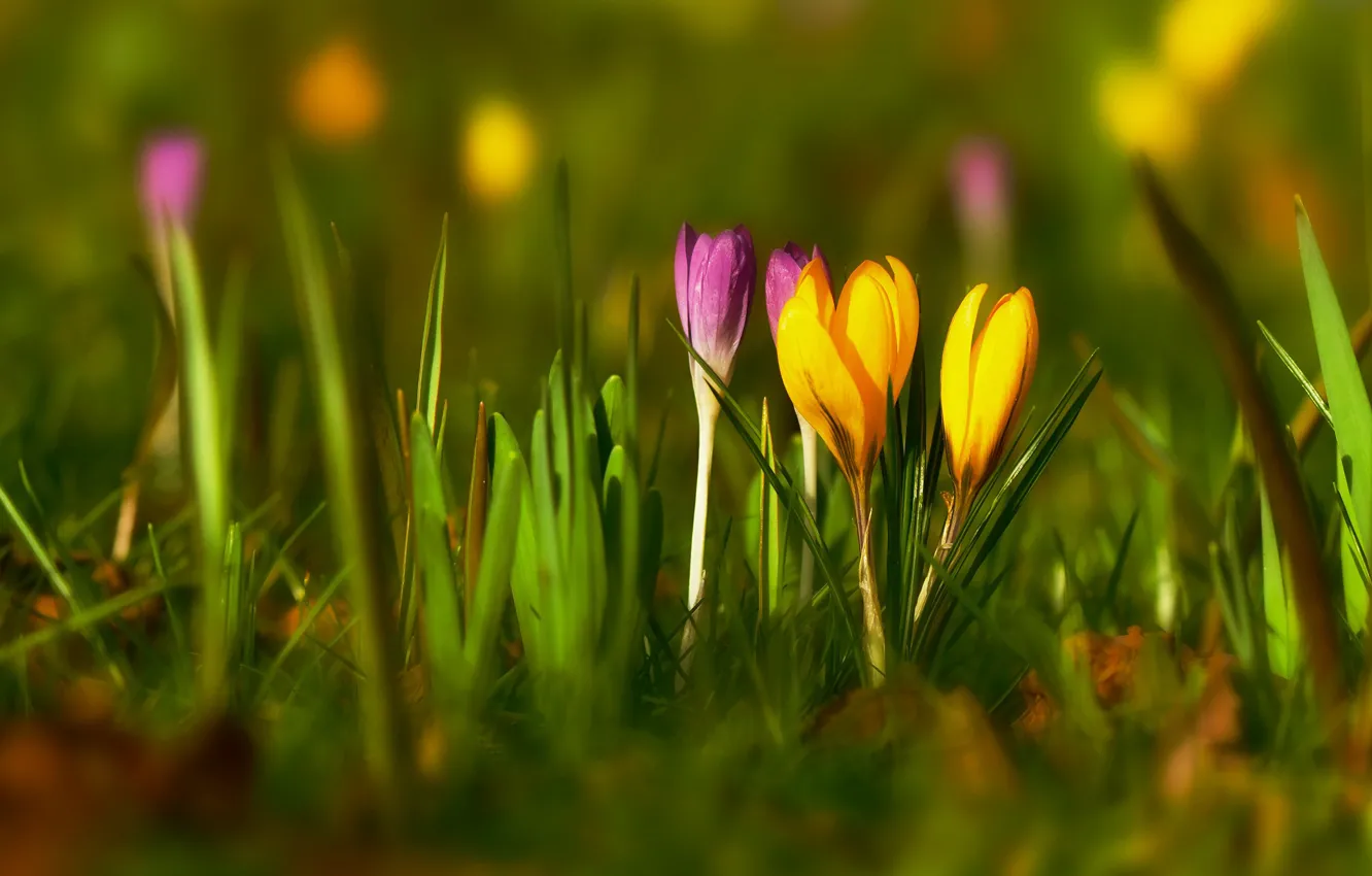 Фото обои зелень, трава, свет, цветы, поляна, размытие, весна, желтые
