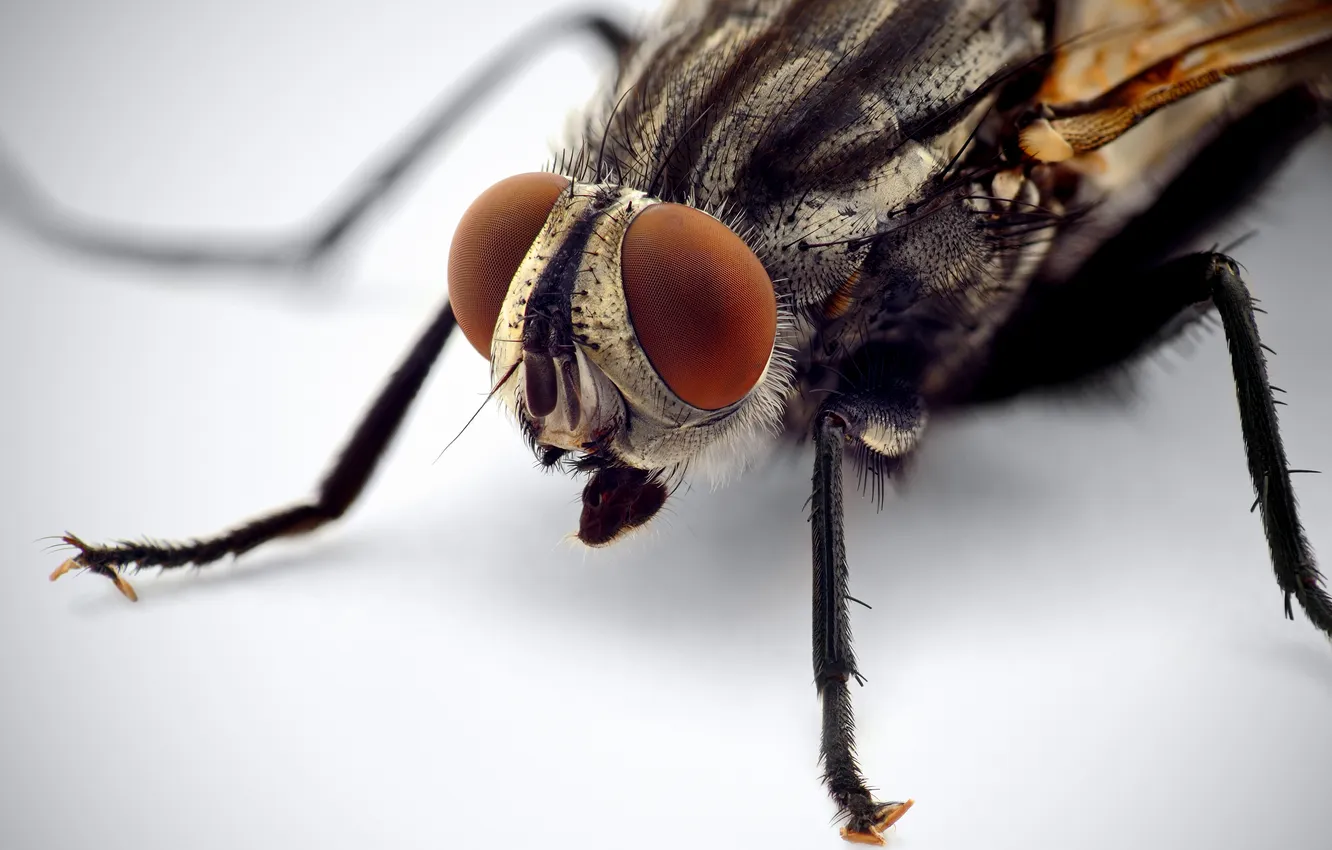 Фото обои legs, eyes, fly, Insect, compound eye, mouthparts