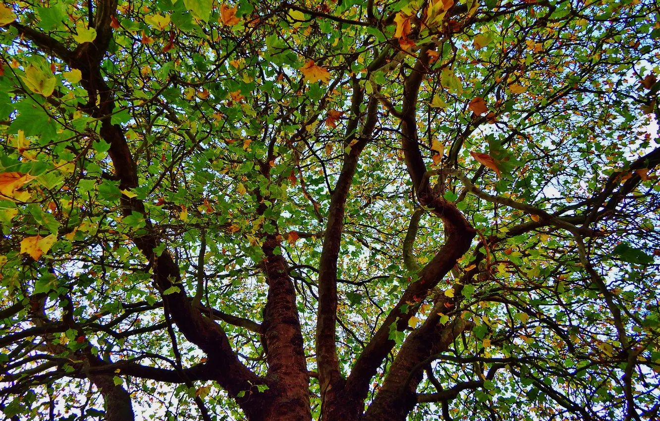 Фото обои осень, небо, листья, ветки, дерево