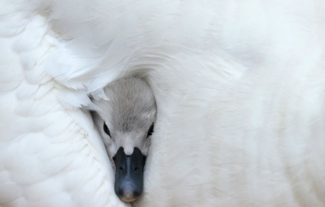 Фото обои голова, клюв, Белый лебедь, white swan