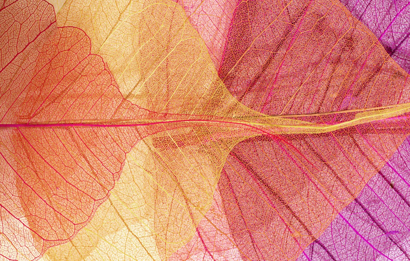 Фото обои листья, фон, colorful, abstract, texture, pink, background, autumn