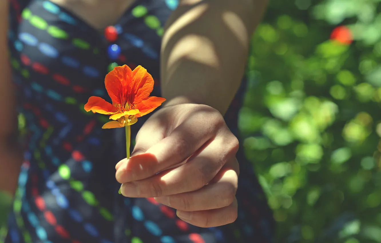 Фото обои цветок, девушка, рука
