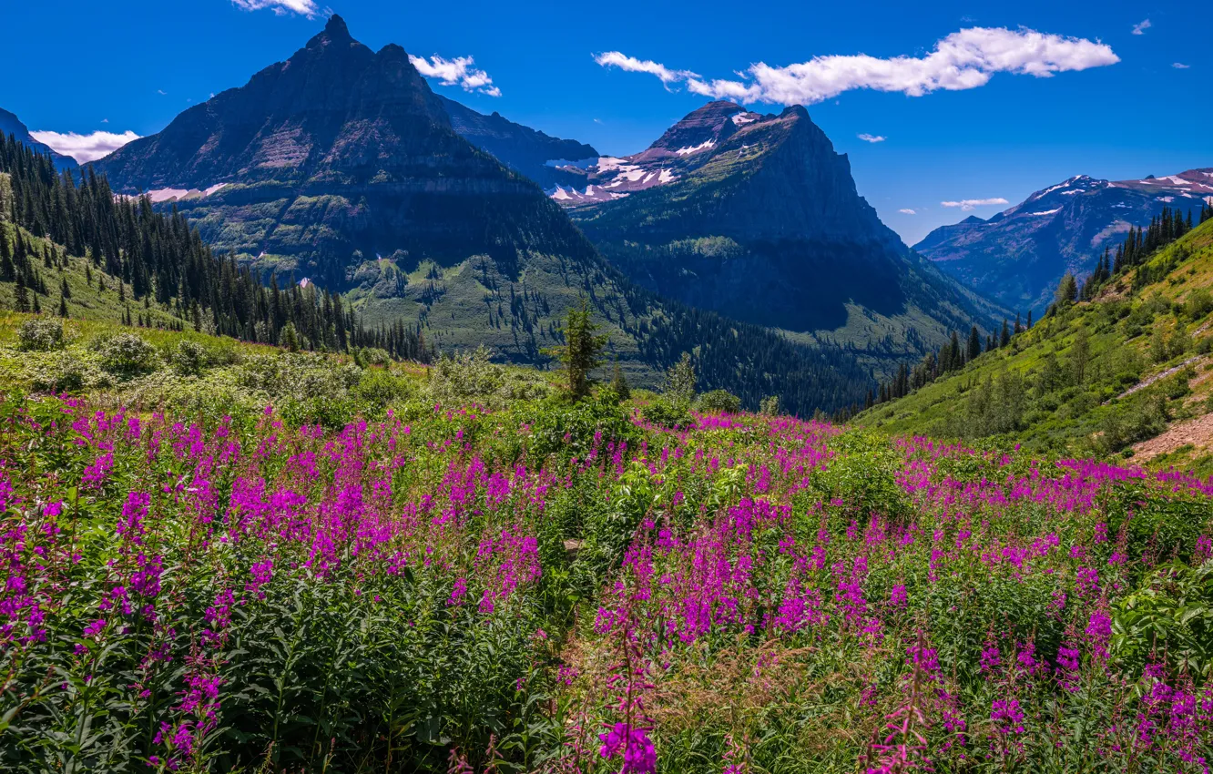 Фото обои цветы, горы, синева, иван-чай