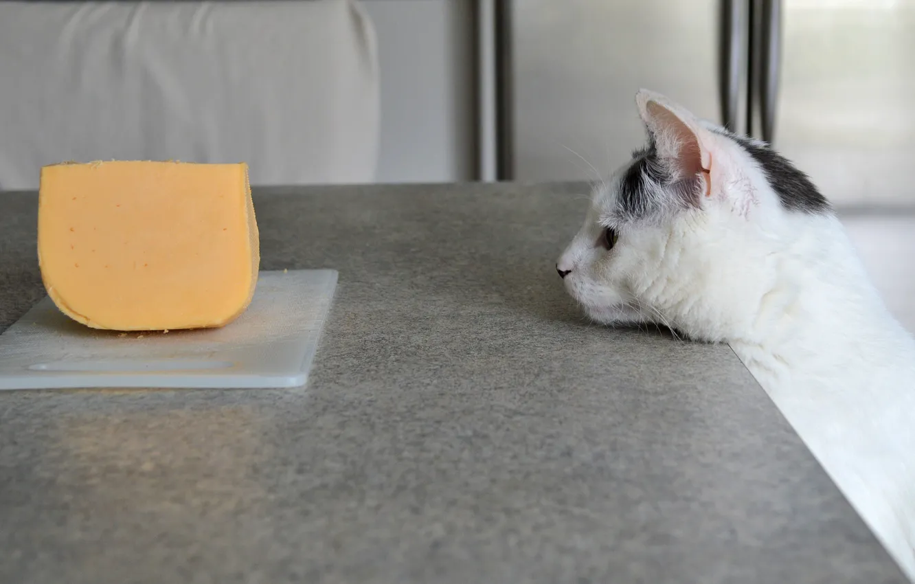 Фото обои кот, морда, сыр