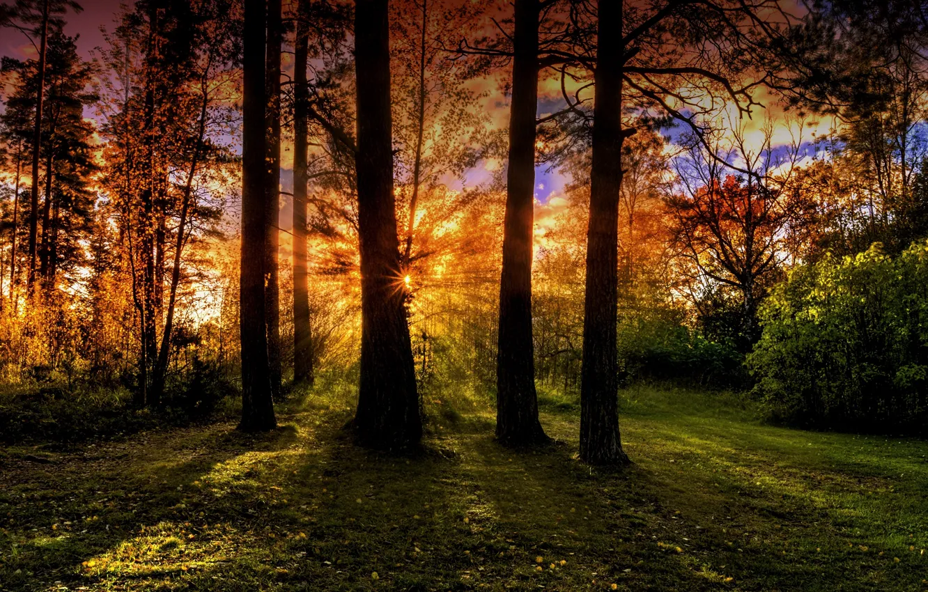 Фото обои лес, деревья, лучи солнца, овень