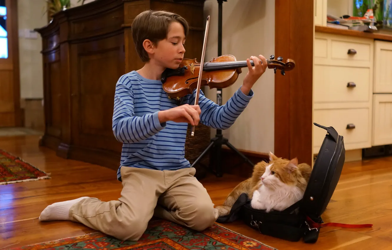 Фото обои кошка, музыка, друг, настроение, скрипка, Маламут