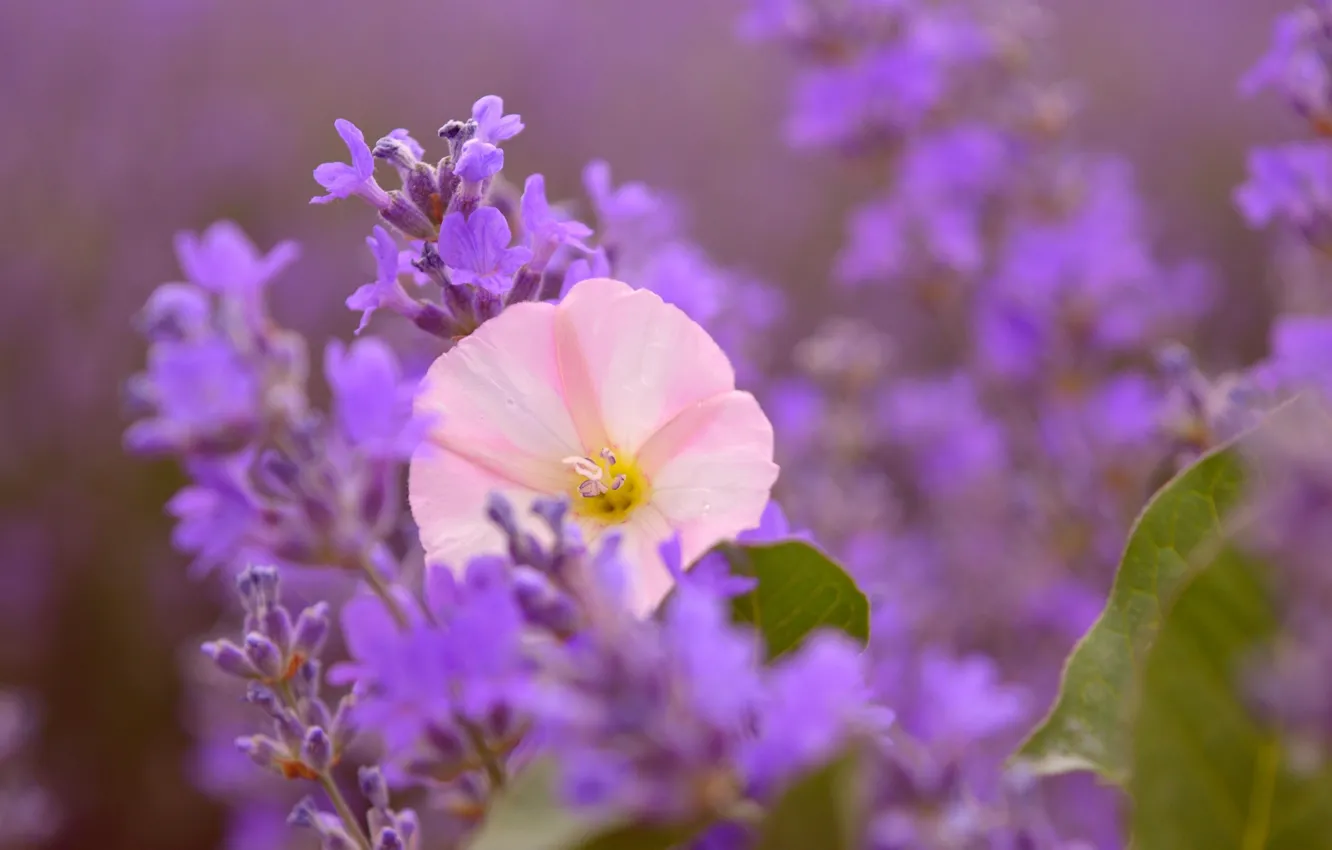 Фото обои Лаванда, Lavender, Розовый цветок, Pink flower