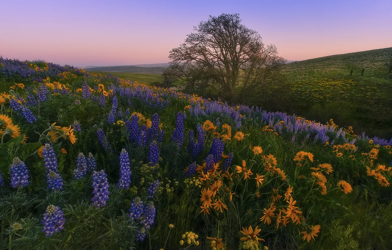 Фото обои пейзаж, цветы, природа, дерево, холмы, утро, склон, Вашингтон