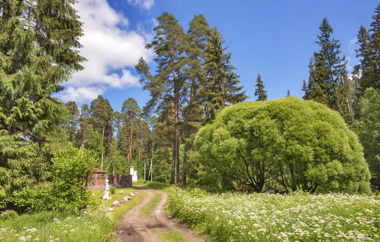 Фото обои деревья, природа, парк, фото, тропа, Россия, Ленинградская область
