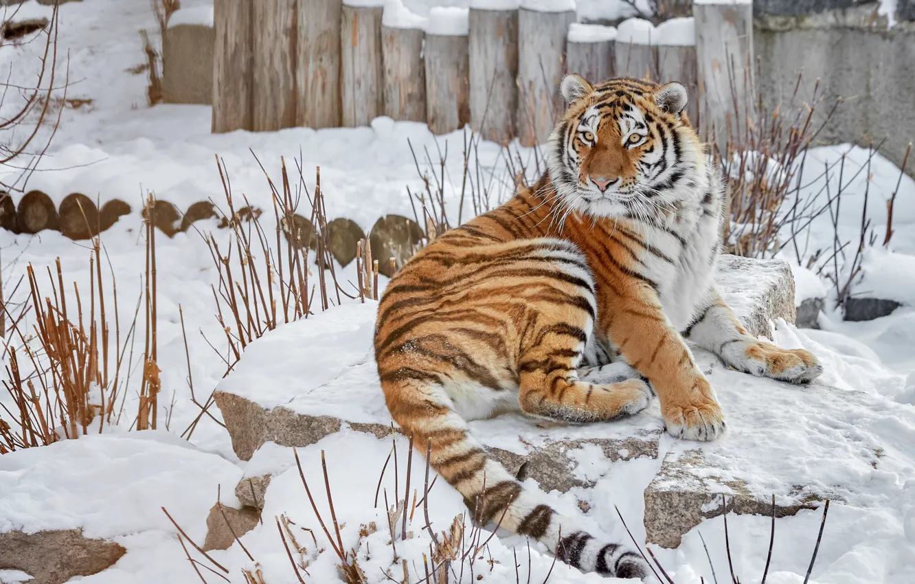 Фото обои зима, взгляд, морда, снег, ветки, тигр, поза, камни