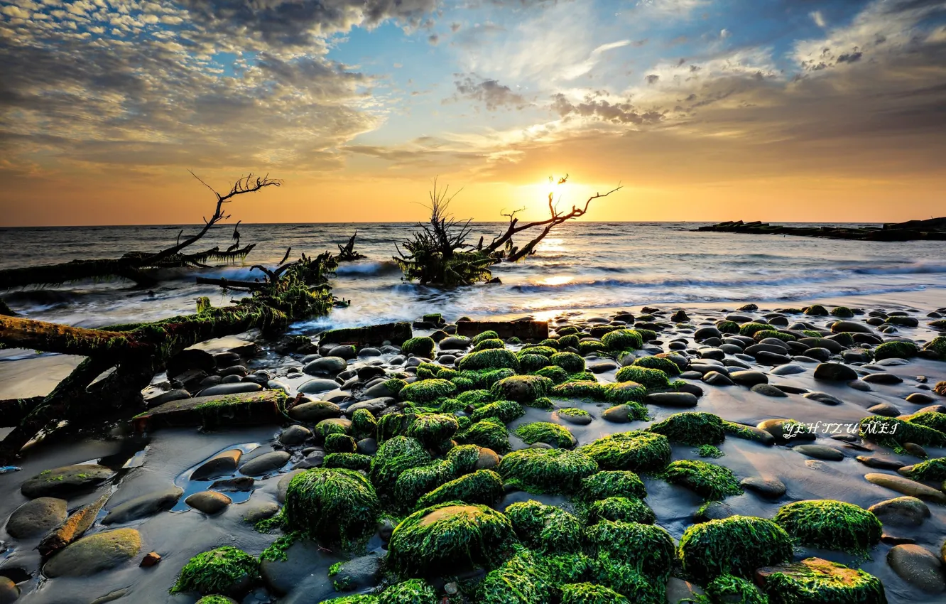 Фото обои море, водоросли, закат, камни, берег, коряги