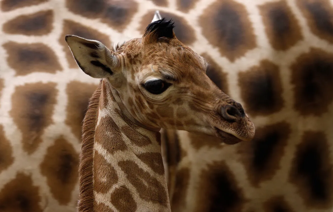 Фото обои детеныш, жираф Ротшильда, Giraffa camelopardalis rothschildi