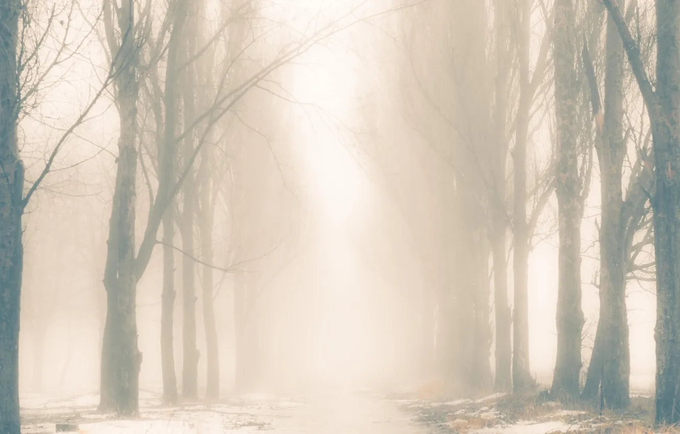 Фото обои туман, тропа, Деревья, силуэты, монохромный