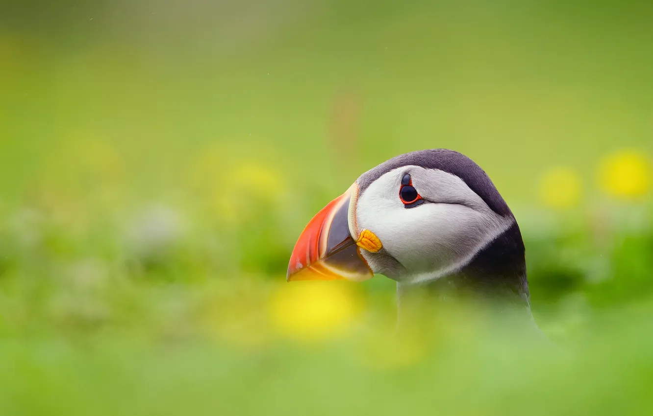 Фото обои птица, Атлантический тупик, Fratercula arctica, Puffin